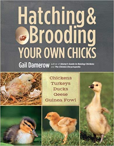 Hatching & Brooding/Chicks - Carolina Readiness, dooms day prepper supplies online