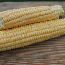 Corn - Sweet - Golden Bantam