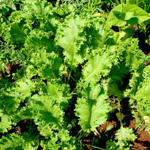 Mustard Greens - Southern Giant Curled