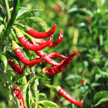 Hot Pepper - Cayenne - Long Red Thin