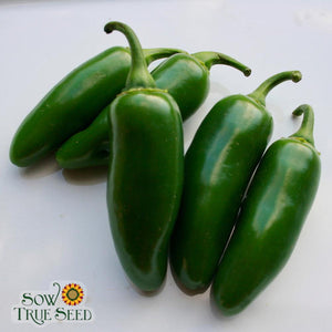 Hot Pepper - Early Jalapeno