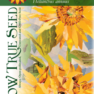 Sunflower Seeds - Mammoth Grey Stripe