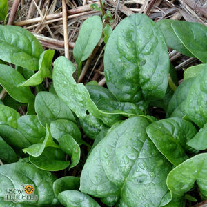 Spinach Seeds - Bloomsdale Long Standing