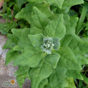 Summer Spinach Seeds - New Zealand