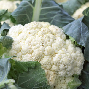 Cauliflower - Snowball - ORGANIC