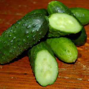 Cucumber Seeds - Pickling -Bushy