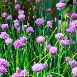 Chives - Common