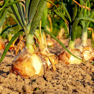 Onion - Texas Early Grano ORGANIC