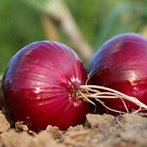 Onion Seeds - Red Creole