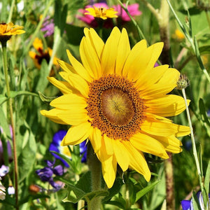 Sunflower - Sunspot Dwarf