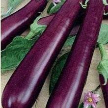 Eggplant - Long Purple