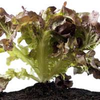 Lettuce - Red Salad Bowl - ORGANIC