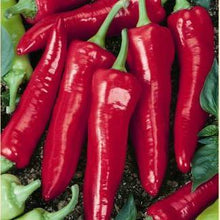 Hot Pepper - Big Jim -ORGANIC